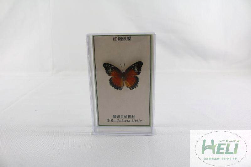 蝴蝶分類(lèi)標(biāo)本-紅鋸?fù)惖?>
											</div>
											<p>蝴蝶分類(lèi)標(biāo)本-紅鋸?fù)惖?/p>
										</a>
									</li>
								</div><div   id=